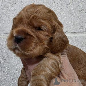 Photo №4. I will sell english cocker spaniel in the city of Espoo. private announcement - price - negotiated
