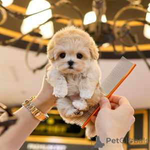 Photo №1. maltipu - for sale in the city of Texas | negotiated | Announcement № 151801