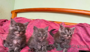 Photo №1. maine coon - for sale in the city of Langenfeld | 361$ | Announcement № 178041