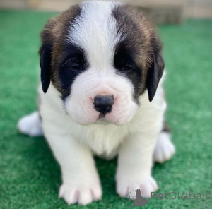 Photo №3. St. Bernard Puppies. Mexico