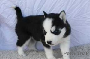 Photo №1. siberian husky - for sale in the city of Brasschaat | negotiated | Announcement № 170838