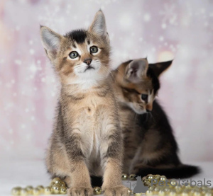Photo №3. Caracal f4 and caracal f5 kittens for sale.. Russian Federation