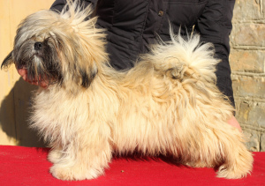 Photo №1. lhasa apso - for sale in the city of Киев | 666$ | Announcement № 4666