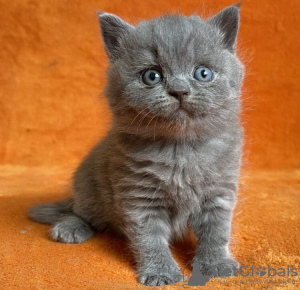 Photo №2 to announcement № 83692 for the sale of british shorthair - buy in United States private announcement