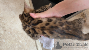 Photo №1. bengal cat - for sale in the city of Москва | 346$ | Announcement № 10782