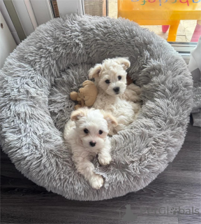 Photo №1. bichon frise - for sale in the city of Dinslavken | 329$ | Announcement № 153467