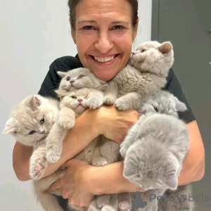 Photo №1. british shorthair - for sale in the city of Sydney Olympic Park | negotiated | Announcement № 134820