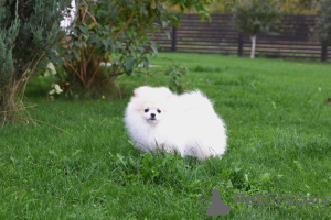Photo №1. pomeranian - for sale in the city of Minsk | 1248$ | Announcement № 33356