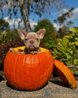 Photo №1. french bulldog - for sale in the city of Munich | 706$ | Announcement № 150639