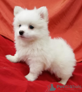 Photo №2 to announcement № 126085 for the sale of pomeranian - buy in Russian Federation private announcement