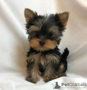 Photo №1. yorkshire terrier - for sale in the city of Helsinki | negotiated | Announcement № 88139