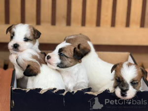 Photo №3. Short-haired Jack Russell Terrier puppies. Serbia