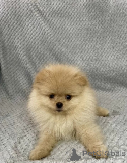 Additional photos: pomeranian puppies