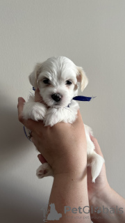 Photo №2 to announcement № 73040 for the sale of non-pedigree dogs - buy in Turkey private announcement, breeder