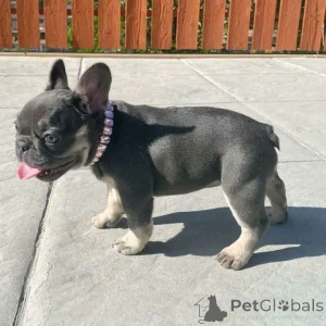 Photo №1. beauceron, french bulldog - for sale in the city of Calabasas | 300$ | Announcement № 138244