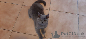 Photo №4. I will sell british shorthair in the city of Виттен. private announcement - price - 651$