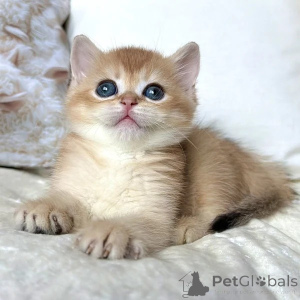 Photo №1. british shorthair - for sale in the city of Kames | negotiated | Announcement № 173836