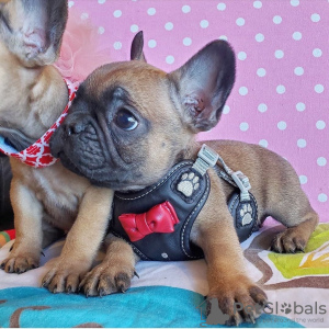 Photo №1. french bulldog - for sale in the city of Hagen | 370$ | Announcement № 94917