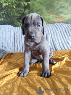 Photo №2 to announcement № 148349 for the sale of great dane - buy in Poland breeder