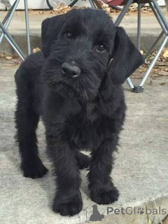 Photo №3. Gigantic Giant schnauzer Puppies. Belgium