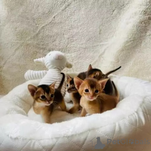 Photo №1. abyssinian cat - for sale in the city of Siegen | 392$ | Announcement № 167266