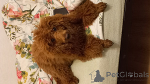 Photo №1. poodle (dwarf) - for sale in the city of Wrocław | negotiated | Announcement № 145970
