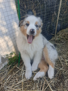 Photo №2 to announcement № 69331 for the sale of australian shepherd - buy in Russian Federation private announcement