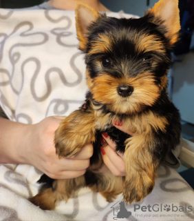 Photo №1. yorkshire terrier - for sale in the city of Zrenjanin | negotiated | Announcement № 34224