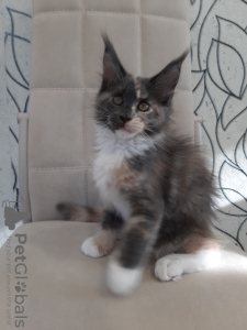 Photo №2 to announcement № 110818 for the sale of maine coon - buy in Russian Federation from nursery