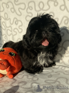Photo №2 to announcement № 35914 for the sale of shih tzu - buy in Poland breeder