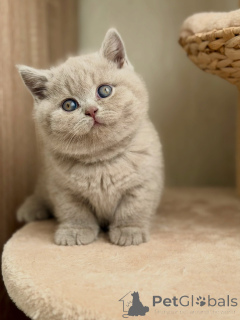 Photo №2 to announcement № 177839 for the sale of british shorthair - buy in Germany breeder