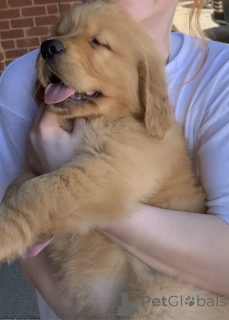 Photo №4. I will sell golden retriever in the city of Manchester. private announcement, breeder - price - 1032$