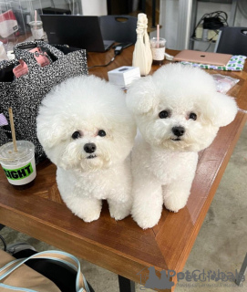 Photo №1. bichon frise - for sale in the city of Paris | negotiated | Announcement № 76025