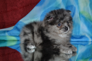 Photo №1. pomeranian - for sale in the city of Cherepovets | 266$ | Announcement № 1226