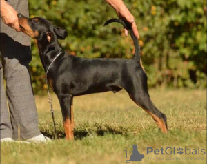 Photo №1. german pinscher - for sale in the city of Grodno | negotiated | Announcement № 71158