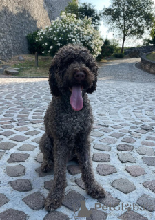 Additional photos: Lagotto Romagnolo puppies