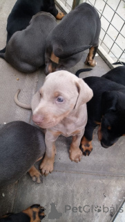 Photo №1. dobermann - for sale in the city of Nieuwpoort | 568$ | Announcement № 164866