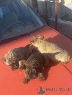 Photo №3. Cairn Terrier puppies. Serbia