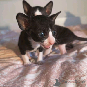 Photo №1. cornish rex - for sale in the city of Helsinki | 258$ | Announcement № 161038