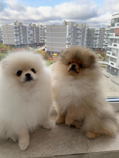 Photo №2 to announcement № 3599 for the sale of pomeranian - buy in Belarus private announcement