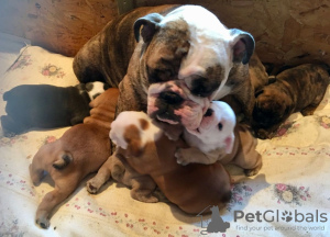 Photo №4. I will sell english bulldog in the city of Berlin. breeder - price - 475$