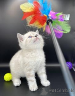 Photo №1. bengal cat - for sale in the city of Kassel | negotiated | Announcement № 164379