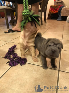 Photo №1. shar pei - for sale in the city of Günzburg | negotiated | Announcement № 103104