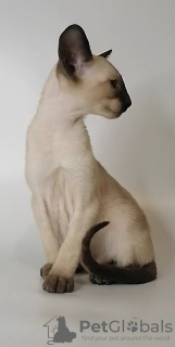 Photo №4. I will sell oriental shorthair in the city of St. Petersburg. from nursery - price - 784$