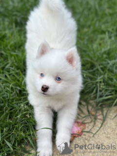 Photo №3. Our last 2 mini blue eyed pomskies. United States