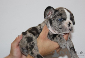 Photo №4. I will sell french bulldog in the city of Badovinci. private announcement - price - negotiated