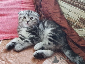 Photo №1. scottish fold - for sale in the city of Minsk | negotiated | Announcement № 51484