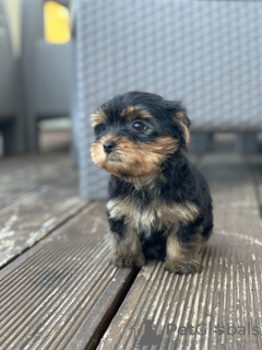 Photo №1. yorkshire terrier - for sale in the city of Belgrade | negotiated | Announcement № 120405