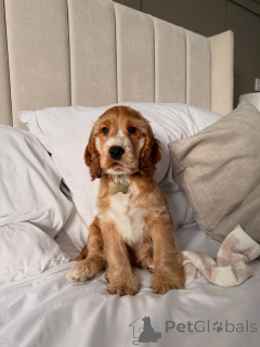 Photo №3. Prachtige Cocker Spaniel-puppy's zoeken een liefdevol nieuw thuis. Netherlands