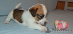 Additional photos: Jack Russell puppies